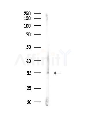 STARD10 Antibody - Western blot analysis of lysates from Rat brain, using STARD10 Antibody at 1/1000 dilution.