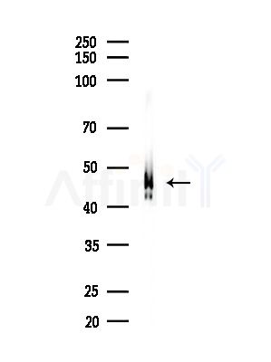 ZAR1 Antibody - Western blot analysis of lysates from Rat brain, using ZAR1 Antibody at 1/1000 dilution.