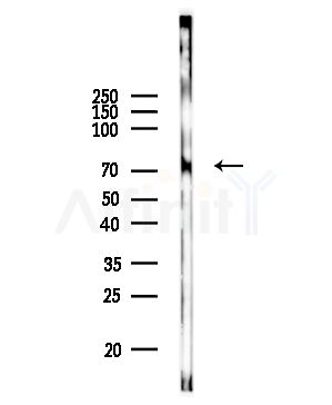 CHFR Antibody - Western blot analysis of lysates from Mouse lung, using CHFR Antibody at 1/1000 dilution.