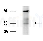 BAG4 Antibody - Western blot analysis of extracts from HepG2 cells(LPS 4h treatment), using BAG4 Antibody at 1/1000 dilution.
