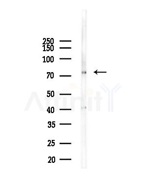 HUNK Antibody - Western blot analysis of lysates from Mouse brain, using HUNK Antibody at 1/1000 dilution.