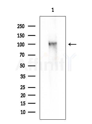 MERTK Antibody - Western blot analysis of extracts from Mouse liver, using MERTK Antibody at 1/1000 dilution.