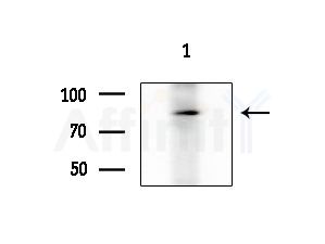 PAK7 Antibody - Western blot analysis of extracts from Mouse testis, using PAK7 Antibody at 1/1000 dilution.
