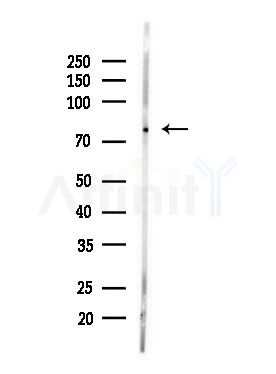 PAK7 Antibody - Western blot analysis of lysates from Mouse testis, using PAK7 Antibody at 1/1000 dilution.