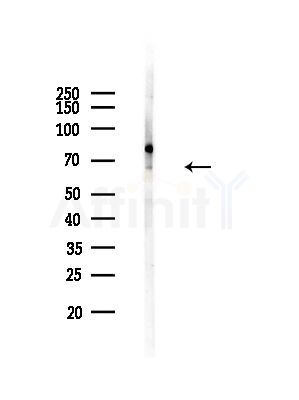 TESK2 Antibody - Western blot analysis of lysates from RAW264.