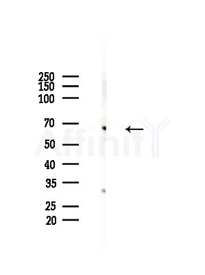 TESK2 Antibody - Western blot analysis of lysates from HepG2 cells(LPS,4h treatment), using TESK2 Antibody at 1/1000 dilution.