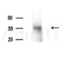 CD32 Antibody - Western blot analysis of lysates from Mouse testis, using CD32 Antibody at 1/1000 dilution.