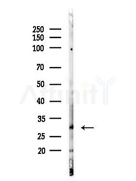 CLM-1 Antibody - Western blot analysis of lysates from RAW264.