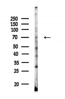 ATG16L2 Antibody - Western blot analysis of lysates from HUVEC cells, using ATG16L2 Antibody at 1/1000 dilution.