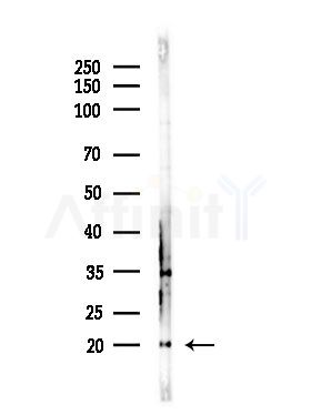 IL21 Antibody - Western blot analysis of lysates from RAW264.