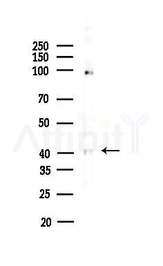 VASH1 Antibody - Western blot analysis of lysates from HepG2 cells(heat-shock,45min treatment), using VASH1 Antibody at 1/1000 dilution.
