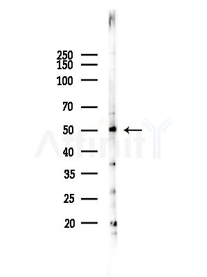 NR1I2 Antibody - Western blot analysis of lysates from HepG2 cells(heat-shock,45min treatment), using NR1I2 Antibody at 1/1000 dilution.