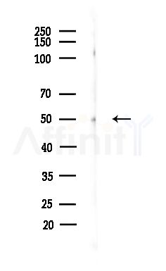 RUNX3 Antibody - Western blot analysis of lysates from Mouse testis, using RUNX3 Antibody at 1/1000 dilution.