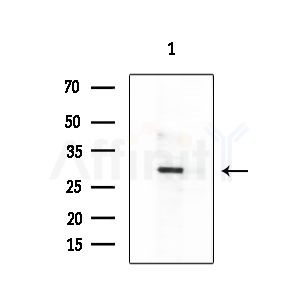 HTR5B Antibody - Western blot analysis of extracts from Mouse testis, using HTR5B Antibody at 1/1000 dilution.