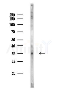 HTR5B Antibody - Western blot analysis of lysates from Mouse testis, using HTR5B Antibody at 1/1000 dilution.