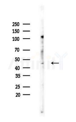 DRD4 Antibody - Western blot analysis of lysates from Hela cells(heat-shock,45min treatment), using DRD4 Antibody at 1/1000 dilution.