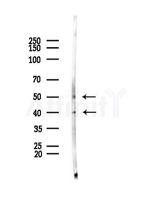 EDG2 Antibody - Western blot analysis of lysates from Mouse testis, using EDG2 Antibody at 1/1000 dilution.