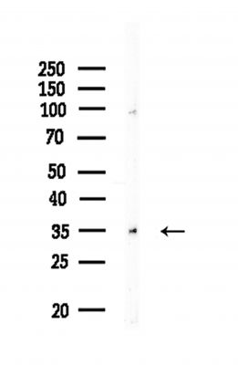 EDG5 Antibody - Western blot analysis of lysates from HUVEC cells, using EDG5 Antibody at 1/1000 dilution.