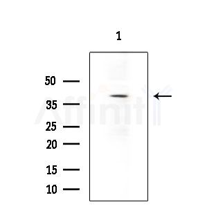EDG6 Antibody - Western blot analysis of extracts from Hela cells(heat-shock treatment), using EDG6 Antibody at 1/1000 dilution.