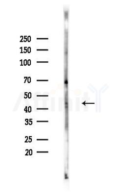 EDG6 Antibody - Western blot analysis of lysates from Hela cells(heat-shock,45min treatment), using EDG6 Antibody at 1/1000 dilution.