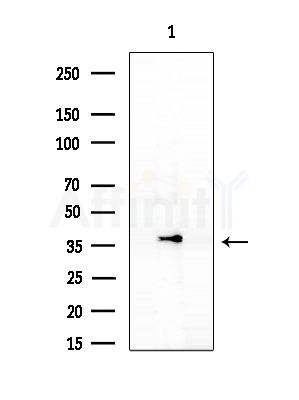 OPN3 Antibody - Western blot analysis of extracts from Rat brain, using OPN3 Antibody at 1/1000 dilution.