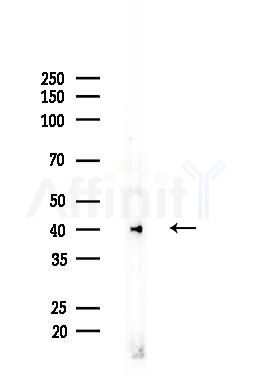 OPN3 Antibody - Western blot analysis of lysates from Rat brain, using OPN3 Antibody at 1/1000 dilution.