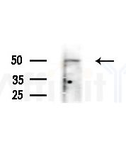 GPR109 Antibody - Western blot analysis of extracts from Rat brain, using GPR109 Antibody at 1/1000 dilution.