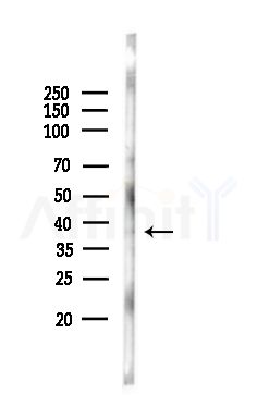 GPR120 Antibody - Western blot analysis of lysates from COLO205 cells, using GPR120 Antibody at 1/1000 dilution.