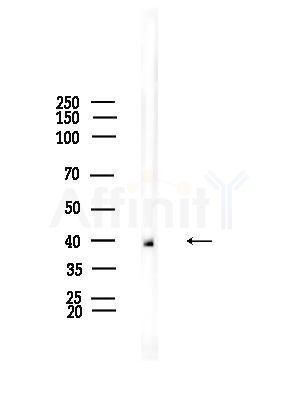 GPR132 Antibody - Western blot analysis of lysates from Rat brain, using GPR132 Antibody at 1/1000 dilution.