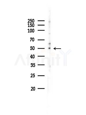 GPR150 Antibody - Western blot analysis of lysates from A549 cells(heat-shock,45min treatment), using GPR150 Antibody at 1/1000 dilution.