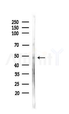 GPR151 Antibody - Western blot analysis of lysates from Rat liver, using GPR151 Antibody at 1/1000 dilution.