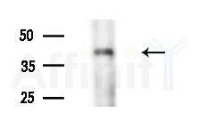 GPR152 Antibody - Western blot analysis of extracts from Mouse brain, using GPR152 Antibody at 1/1000 dilution.