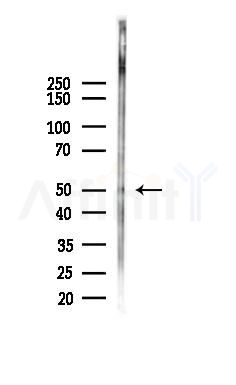 GPR152 Antibody - Western blot analysis of lysates from Mouse brain, using GPR152 Antibody at 1/1000 dilution.