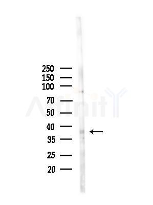 GPR160 Antibody - Western blot analysis of lysates from Mouse liver, using GPR160 Antibody at 1/1000 dilution.