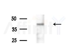 GPR173 Antibody - Western blot analysis of extracts from Rat liver, using GPR173 Antibody at 1/1000 dilution.