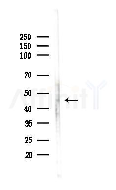 GPR173 Antibody - Western blot analysis of lysates from Rat liver, using GPR173 Antibody at 1/1000 dilution.
