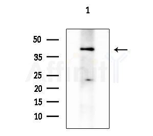 GPR175 Antibody - Western blot analysis of extracts from EC304 cells, using GPR175 Antibody at 1/1000 dilution.