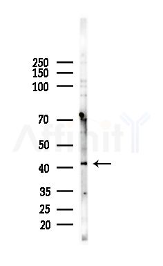 GPR175 Antibody - Western blot analysis of lysates from EC304 cells, using GPR175 Antibody at 1/1000 dilution.