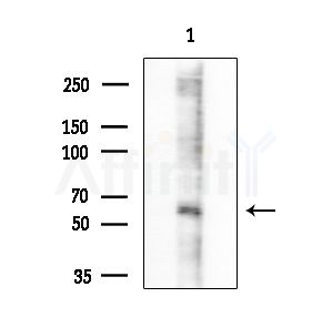 GPR101 Antibody - Western blot analysis of extracts from Mouse brain, using GPR101 Antibody at 1/1000 dilution.