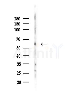 GPR101 Antibody - Western blot analysis of lysates from Mouse brain, using GPR101 Antibody at 1/1000 dilution.