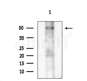 GPR108 Antibody - Western blot analysis of extracts from EC304 cells, using GPR108 Antibody at 1/1000 dilution.