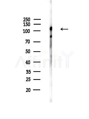 GPR113 Antibody - Western blot analysis of lysates from Mouse testis, using GPR113 Antibody at 1/1000 dilution.