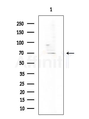 GPR115 Antibody - Western blot analysis of extracts from COLO205 cells, using GPR115 Antibody at 1/1000 dilution.