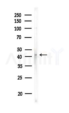 GPR132 Antibody - Western blot analysis of lysates from Rat testis, using GPR132 Antibody at 1/1000 dilution.