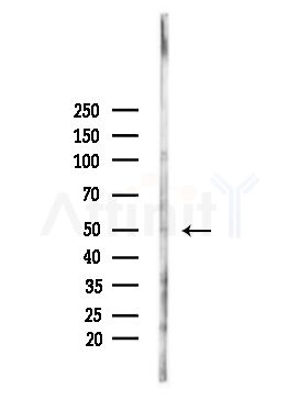 GPR142 Antibody - Western blot analysis of lysates from PC12 cells(heat-shock,45min treatment), using GPR142 Antibody at 1/1000 dilution.