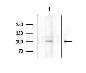 GPR144 Antibody - Western blot analysis of extracts from EC304 cells, using GPR144 Antibody at 1/1000 dilution.