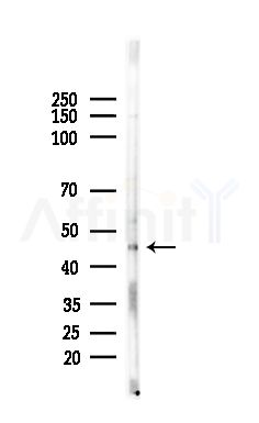 GPR151 Antibody - Western blot analysis of lysates from EC304 cells, using GPR151 Antibody at 1/1000 dilution.