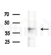 GPR174 Antibody - Western blot analysis of extracts from various samples, using GPR174 Antibody at 1/1000 dilution.