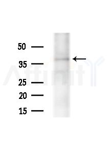 GPR174 Antibody - Western blot analysis of extracts from RAW264.