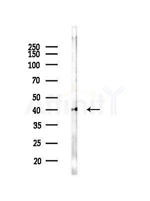 GPR174 Antibody - Western blot analysis of lysates from RAW264.